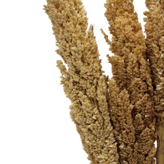 Cantal Grass Bunch - Natural